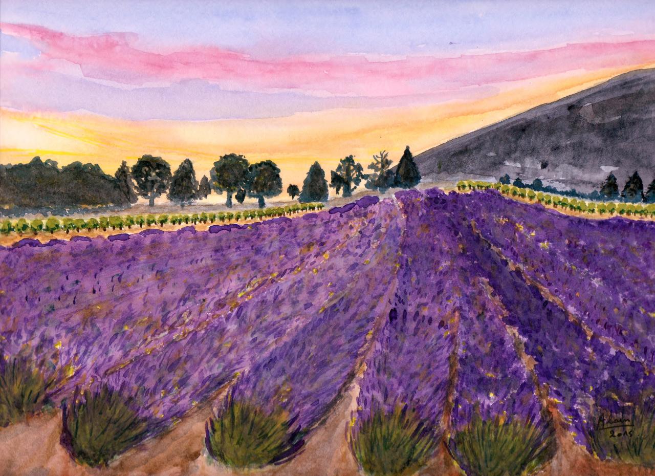 21. Terre de lavandes